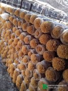 金針菇菌種
